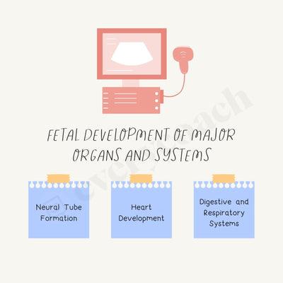 Fetal Development Of Major Organs And Systems Instagram Post Canva Template